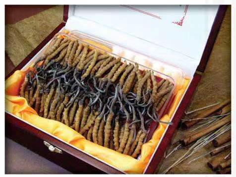 灵山冬虫夏草回收